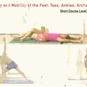Stability and Mobility of the Feet: Toes, Ankles, Arches and More (Short Course, Level: Experienced Beginner)