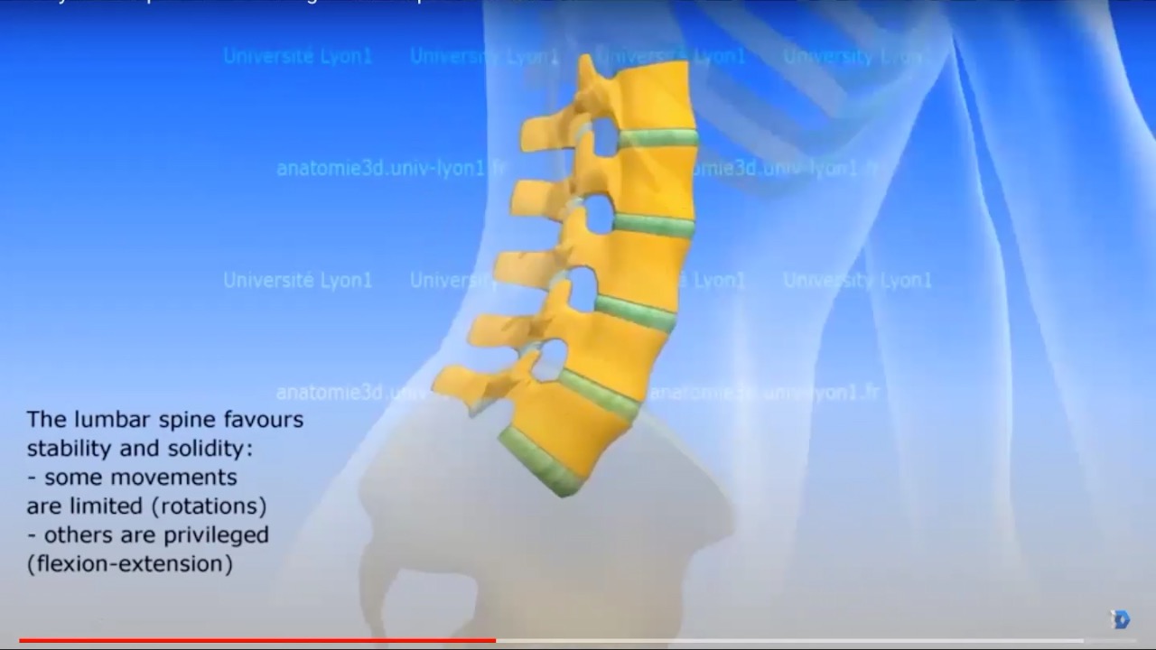 Anatomical Understanding of Lumbar Back for Forward Extensions at the Beginner Level - Image 2